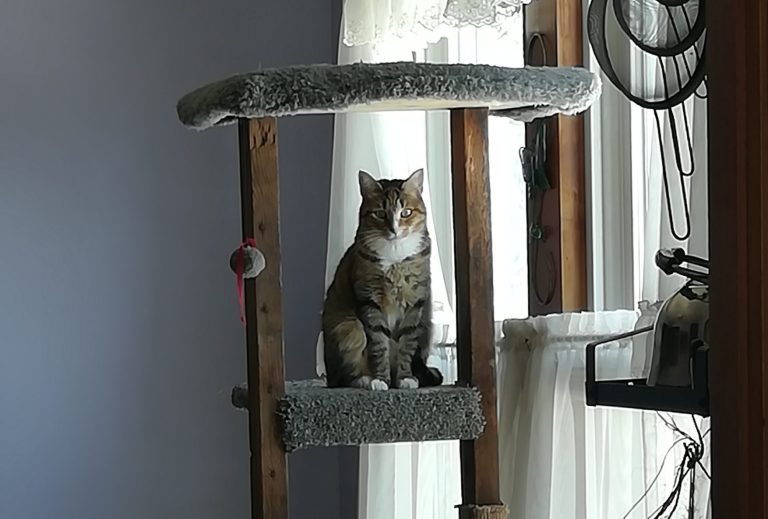 How we built a super easy DIY cat tree in just 1 day!