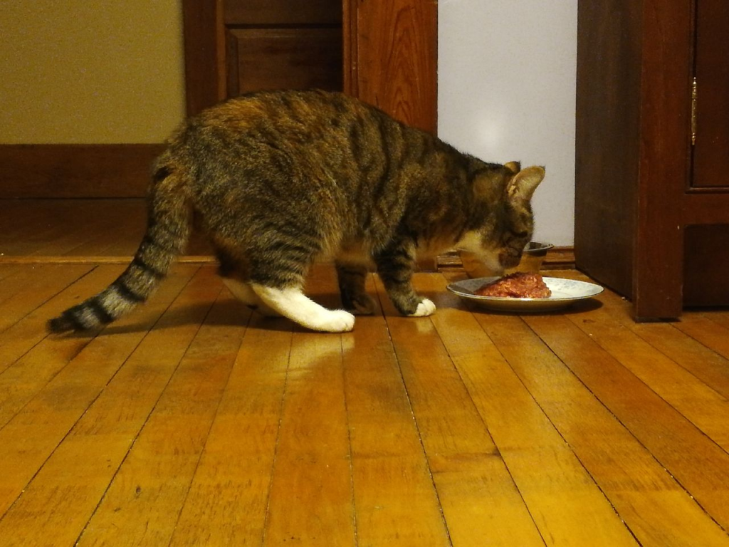 kitty eating after we started to make cat food at home