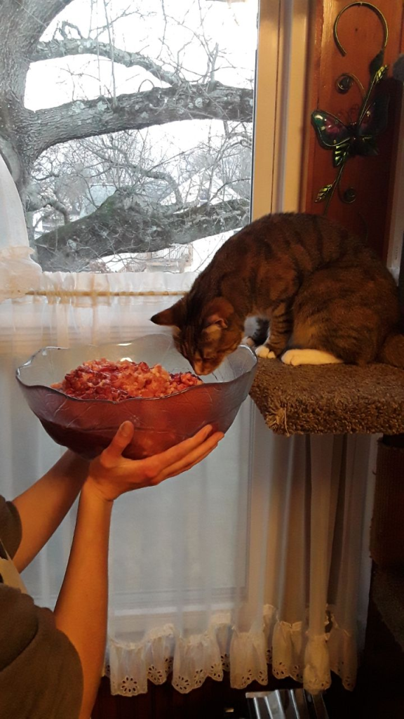how to make cat food at home, kitty interested in fresh batch