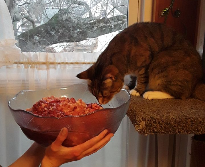 Why I’m so happy I started to make cat food at home!