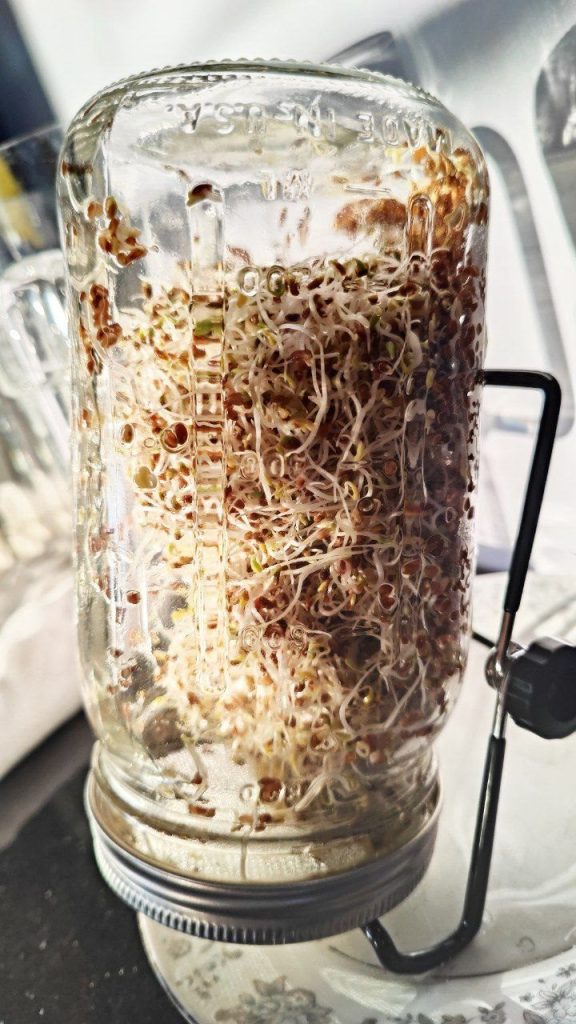 day five of sprouting alfalfa sprouts