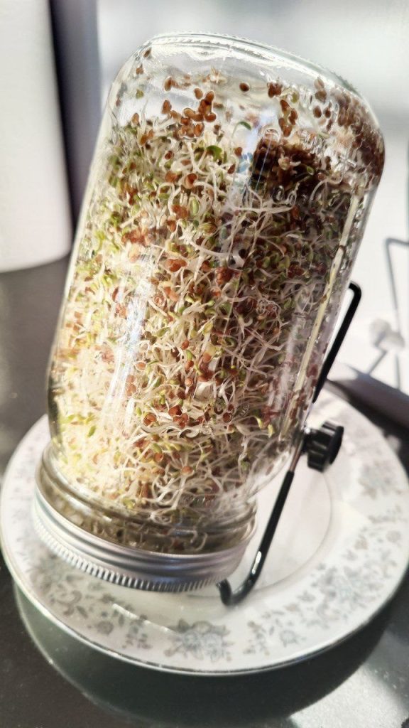 alfalfa sprouts all done