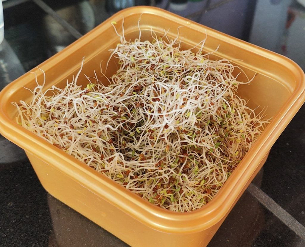 alfalfa sprouts harvested in container