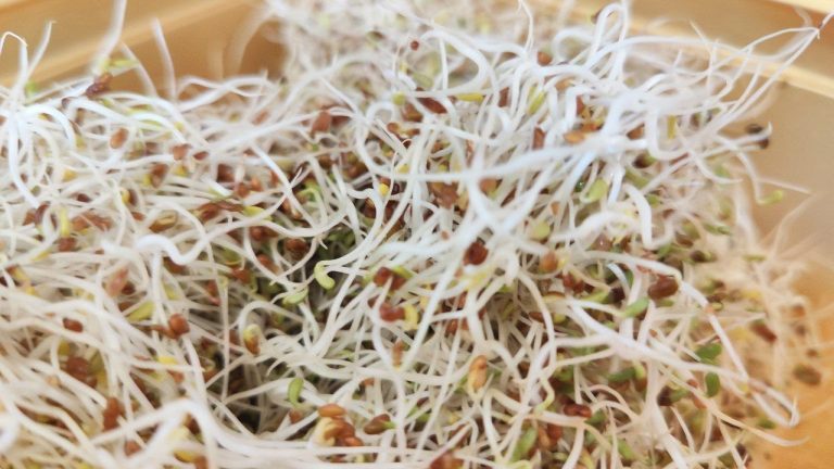 We started growing sprouts at home! (Spoiler alert: it’s SUPER easy!)