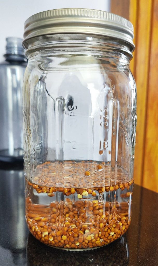 soaking seeds to prepare for sprouting