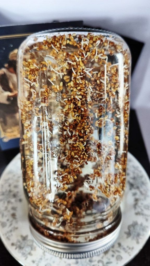 growing sprouts at home, sprouts starting to emerge